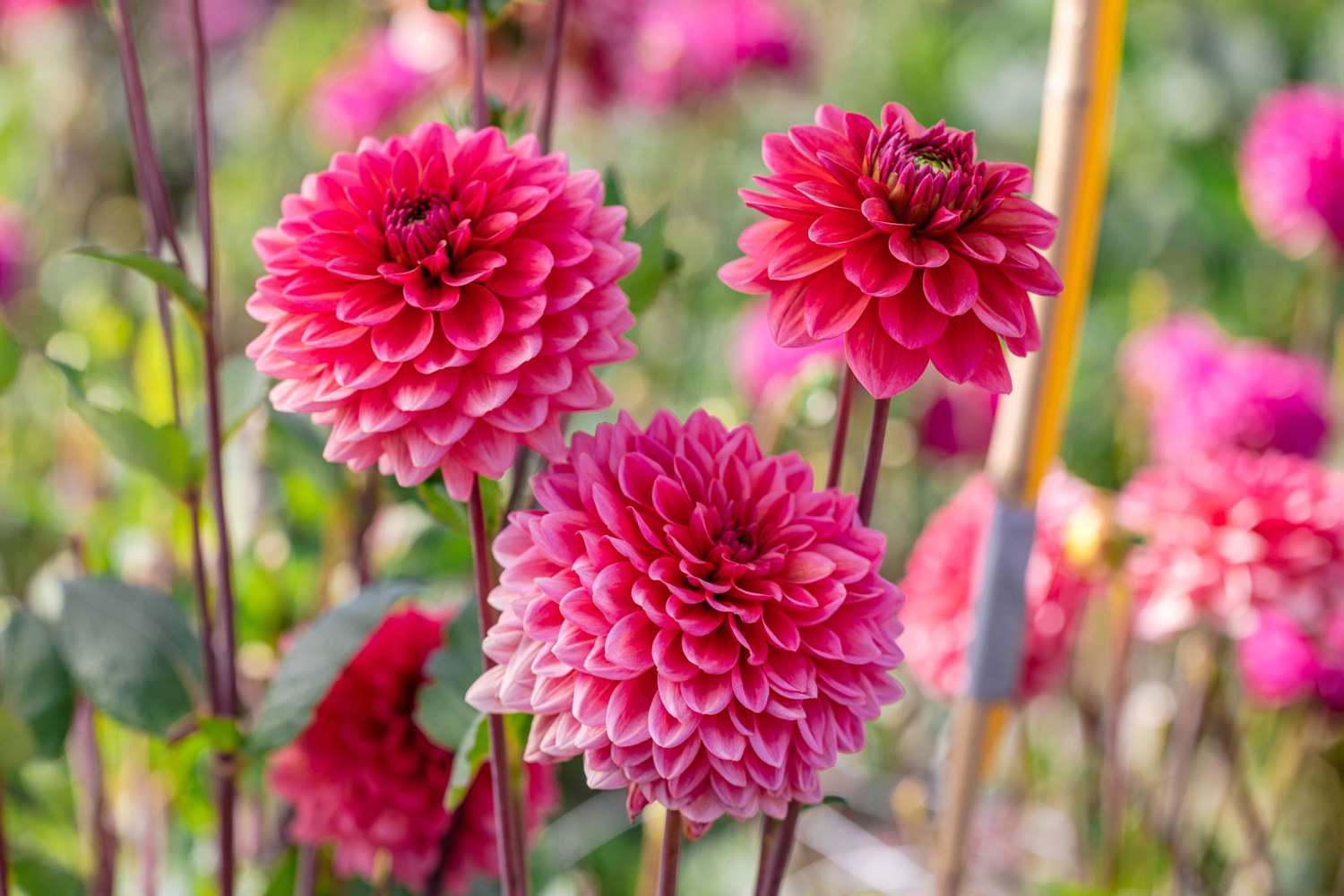 Daalia 'Salmon Runner'